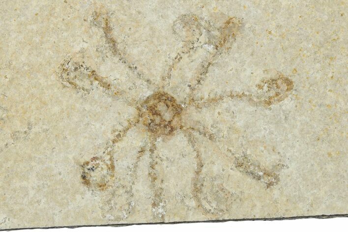 Floating Crinoid (Saccocoma) Fossil - Solnhofen Limestone #353552